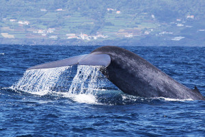 Blue whale fluking up
